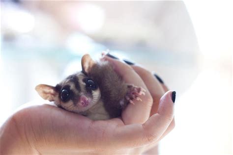 wonderfully enthralling facts   lovely sugar gliders