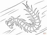 Coloring Colorear Centipede Para Cienpies Chinese Pages Template Headed Red Millipede Printable Animados sketch template