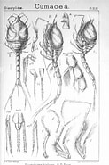 Afbeeldingsresultaten voor "diastyloides Biplicata". Grootte: 123 x 185. Bron: www.alamy.com