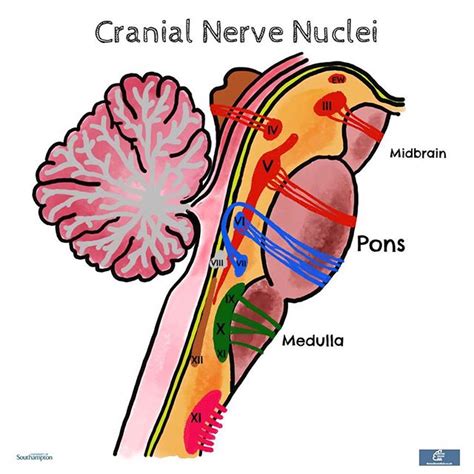 knowing  precise location  cranial nerve nuclei   super