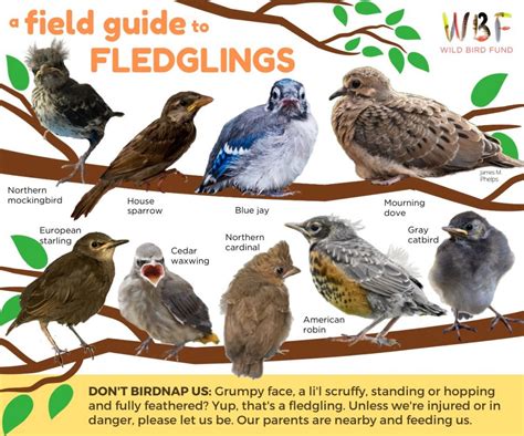 field guide  fledglings good info birding backyard