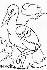 Storks Stork Nest Coloringbay sketch template