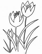 Kolorowanki Tulipany Kolorowanka Tulipanes Tulip Kleurplaat Kleurplaten Lalele Qbebe Desene Druku Colorat Tulpen Trzy Supercoloring Flori Imprimir Tulp Tulipan Australia sketch template