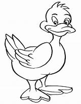 Duck Bird Coloring sketch template