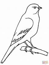 Canary Coloring Pages Printable Bird Drawing Perched Color sketch template