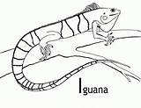 Iguana Colorear Iguanas Kategorien Coloringhome sketch template