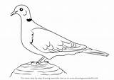 Dove Draw Collared Drawing Step Tutorials Drawingtutorials101 Animals Birds sketch template