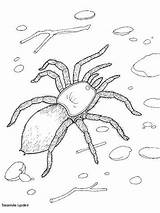 Spinnen Tarantula Deserto Kids Animali Spinne Insetos Colorir Spin Ausmalbilder Ausmalen Spiders Colorare Educar Drucken Coloringbay Links Erstellen Kalender sketch template