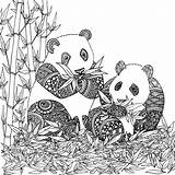 Panda Chocobo Pandas Roux Artherapie Colorier Adulte Gratuit Erwachsene Osos Coloriages Magique Localement Zentangle Stress Ostern Regalos Comunion Bordado Cuore sketch template