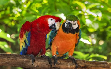 macaws parrots wallpaper  fanpop