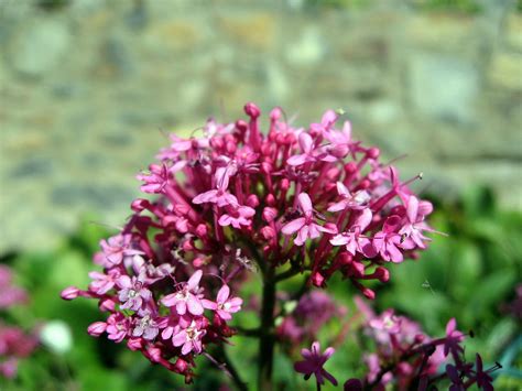 rote spornblume centranthus ruber beschreibung steckbrief systematik