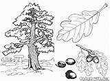 Kastanienbaum Malvorlagen Eiche sketch template