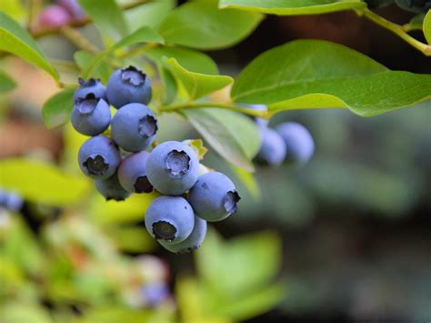 grow blueberries hgtv