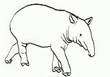 Tapir Designlooter sketch template