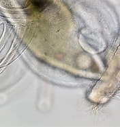 Afbeeldingsresultaten voor "actinotrocha Pallida". Grootte: 176 x 185. Bron: mushi-akashi.cocolog-nifty.com