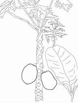 Mango Tree Coloring Pages Fruits Drawing Kids Printable A4 Drawings Recommended Supercoloring Categories sketch template