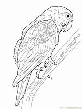 Coloriage Perroquet Imprimer Oiseau sketch template