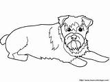 Schnauzer Coloring Pages Getcolorings Color Printable sketch template