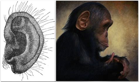 darwins point  evidence  common ancestry  humans  monkeys