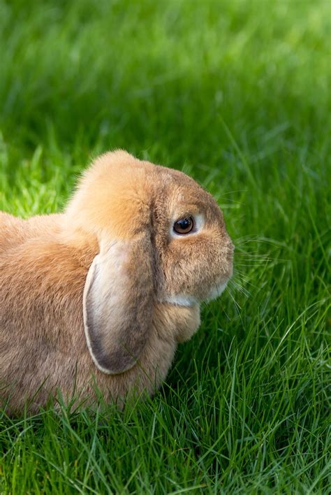 lop eared bunny  guide   floppy eared breeds