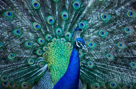 beautiful images  peacocks  photo argus