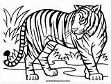 Pages Tiger Coloring Lion Getcolorings sketch template
