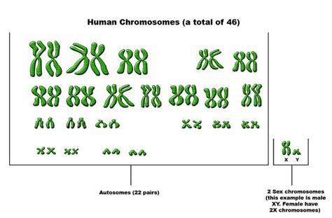 Difference Between Autosomes And Chromosomes Compare The Difference