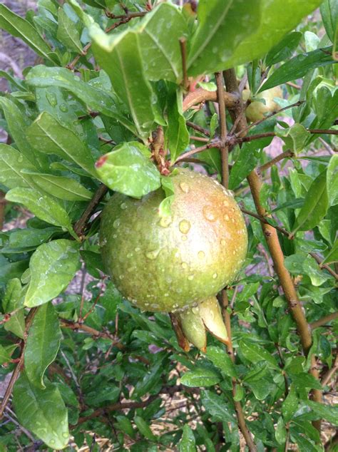 growing pomegranate browneggsandpears pinterest