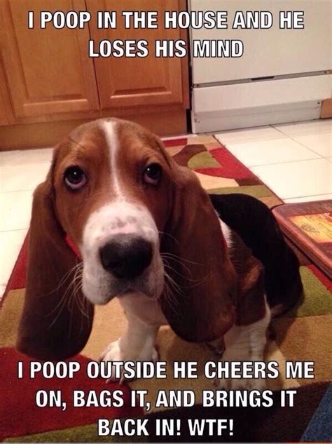 The 16 Funniest Basset Hound Memes Of All Time Page 3 Of