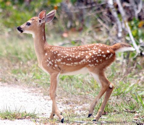 fileodocoileus virginianus clavium fawnjpg wikimedia commons