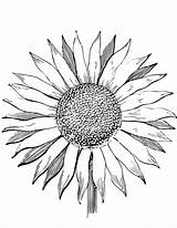 Sunflower Coloring Pages Color Drawing Printable Adults Template Kids Sunflowers Colouring Print Flowers Simple Drawings Van Getcolorings Getdrawings Colorings Supercoloring sketch template