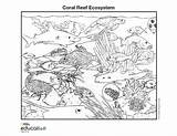 Ecosystem Biome Corals Geographic Designlooter Biomes Updates Nationalgeographic sketch template