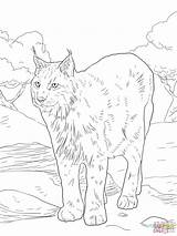 Coloring Lynx Pages Bobcat Eurasian Colorings Drawing Caracal Printable Color Board Linx Getdrawings Animals Sites Getcolorings Steer Galleryhip Styles Public sketch template