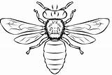 Colorear Abeja Bee Bees Abelha Iluminar Adornar Insectos Butterflies Dificil Bumble sketch template