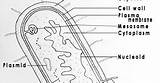 Prokaryotic Bacteria Bacterial Labelled sketch template