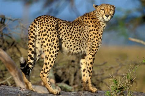 india   permitted  reintroduce cheetahs   wild   years