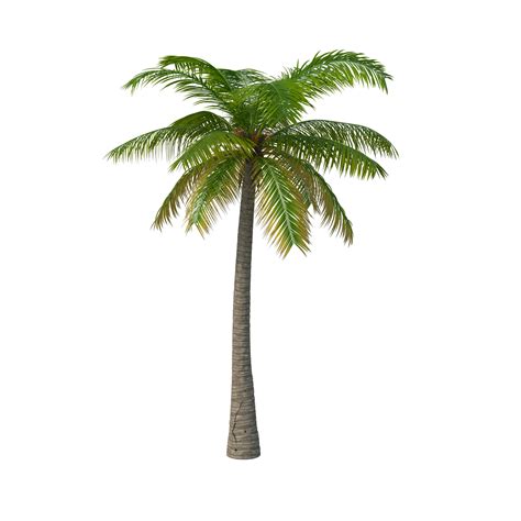 palm tree png image purepng  transparent cc png image library