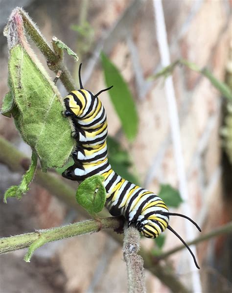 content   cottage monarch butterfly caterpillar