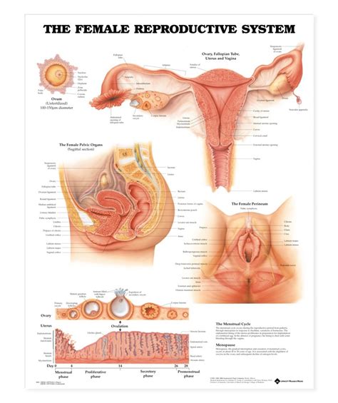 Les Organes Génitaux Féminins Affiche Tendim