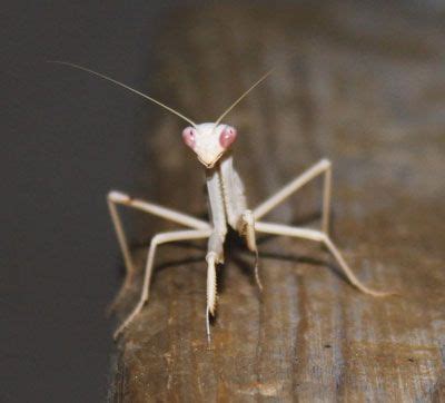 albino praying mantis albino animals melanistic animals albino