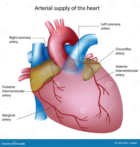 blood supply   heart stock photography image