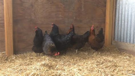 black sex link chicken eggs height size and raising tips