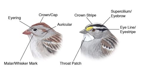 diagram  bird head parts bird academy  cornell lab