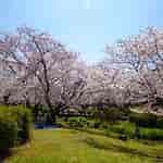 しずかの桜 に対する画像結果.サイズ: 150 x 150。ソース: hobenzan.blogspot.com