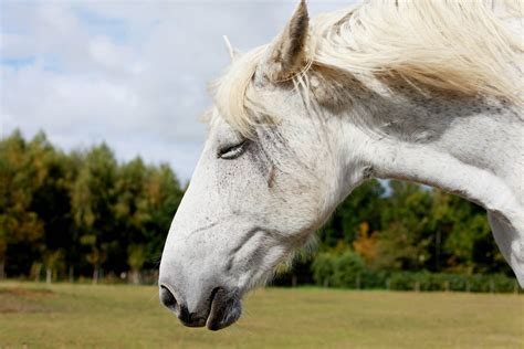 pferde bilder bilddatenbank stockfotos