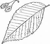 Leaf Elm Clipart Tree Drawing Genus Ulmus Etc Cliparts Large Clipground Library Usf Edu Original sketch template