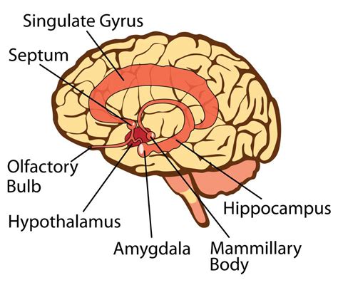 amygdala hijack  pictures