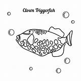 Triggerfish Colorare Balistoides Carattere Marino Pesce Whith Pagliaccio sketch template