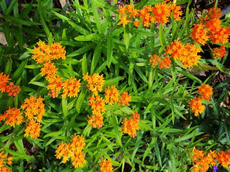 butterfly weed stock  pictures royalty  images istock