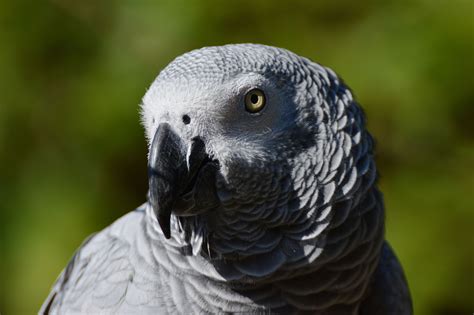 african grey parrot wallpapers backgrounds